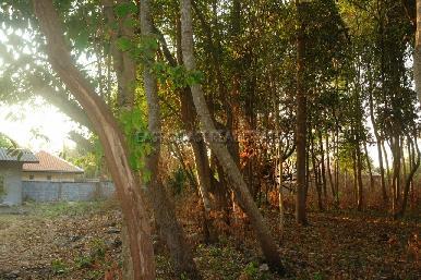 Land Nongpalai  5