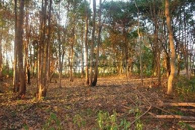 Land Nongpalai  4