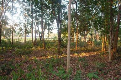 Land Nongpalai  1