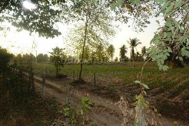 Land Nongpalai  3