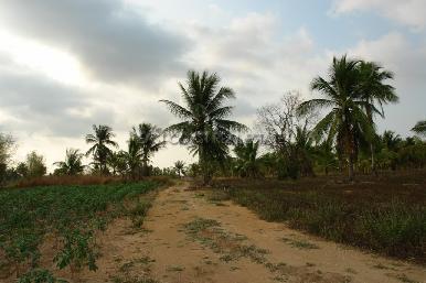 Land Nongpalai  7