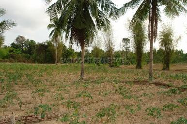Land Nongpalai  4
