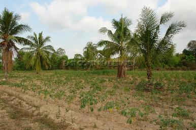 Land Nongpalai  3