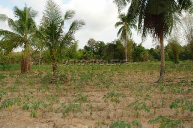 Land Nongpalai  2