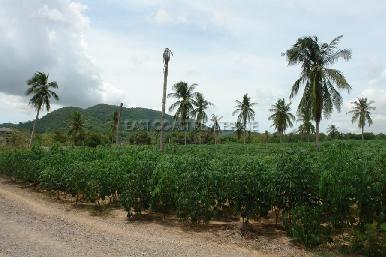 Land in Bang Saray 4