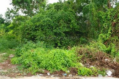 Land in Jomtien 8