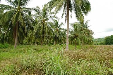Land Soi Polo Club 2