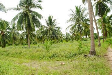 Land Soi Polo Club 8