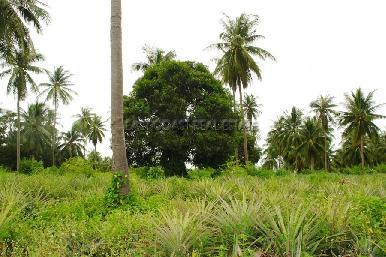 Land Soi Polo Club 5