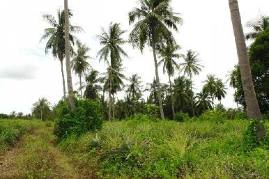 Land Soi Polo Club 4