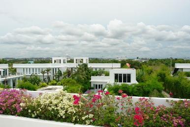 Palm Oasis 10